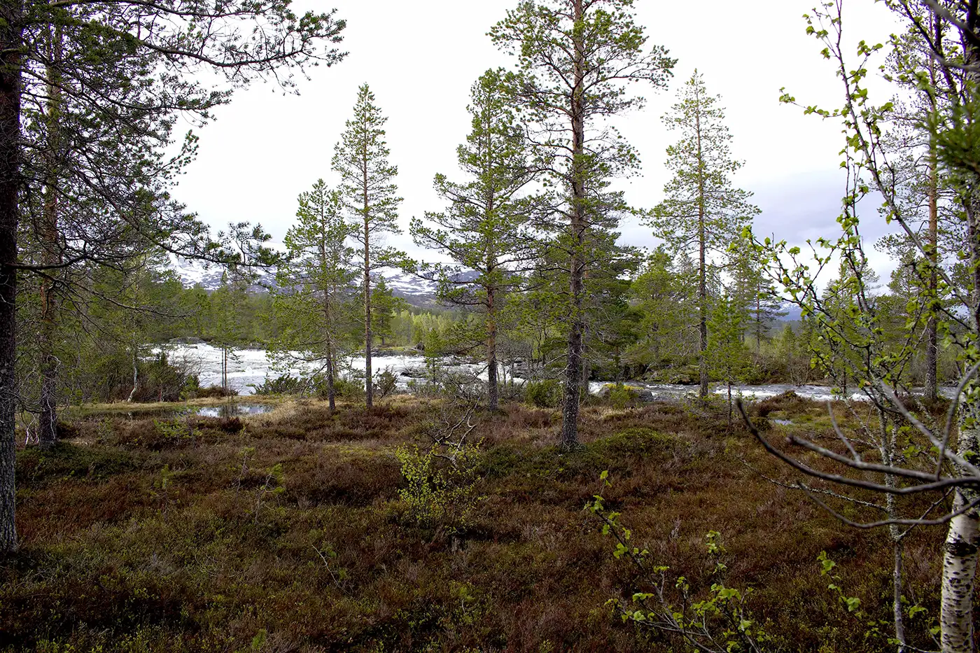Norwegen Wald See